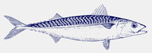 Frigate Mackerel Auxis Thazard, Migratory Food Fish Living In Tropical Oceans