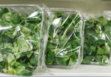 Fresh Green  Leaves In  Package Box. Arugula Sprouts. Fresh Express Organic Salad Spring. 