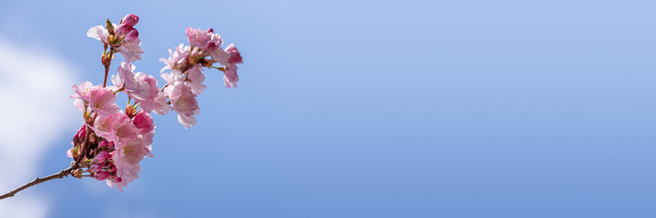 A branch of Cherry Blossom flowers against blurry puffy clouds in a blue sky