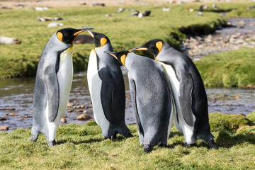 king penguin colony at fortunia bay south georgia
