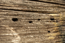 Bright Wood Texture With Cracks And Holes From Beetles