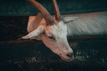 goat waiting to get fed