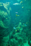 Fototapeta Do akwarium - requins, poissons jaunes, rochers, aquarium de la Rochelle