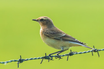 Wall Mural - Northern wheatear Oenanthe oenanthe female bird