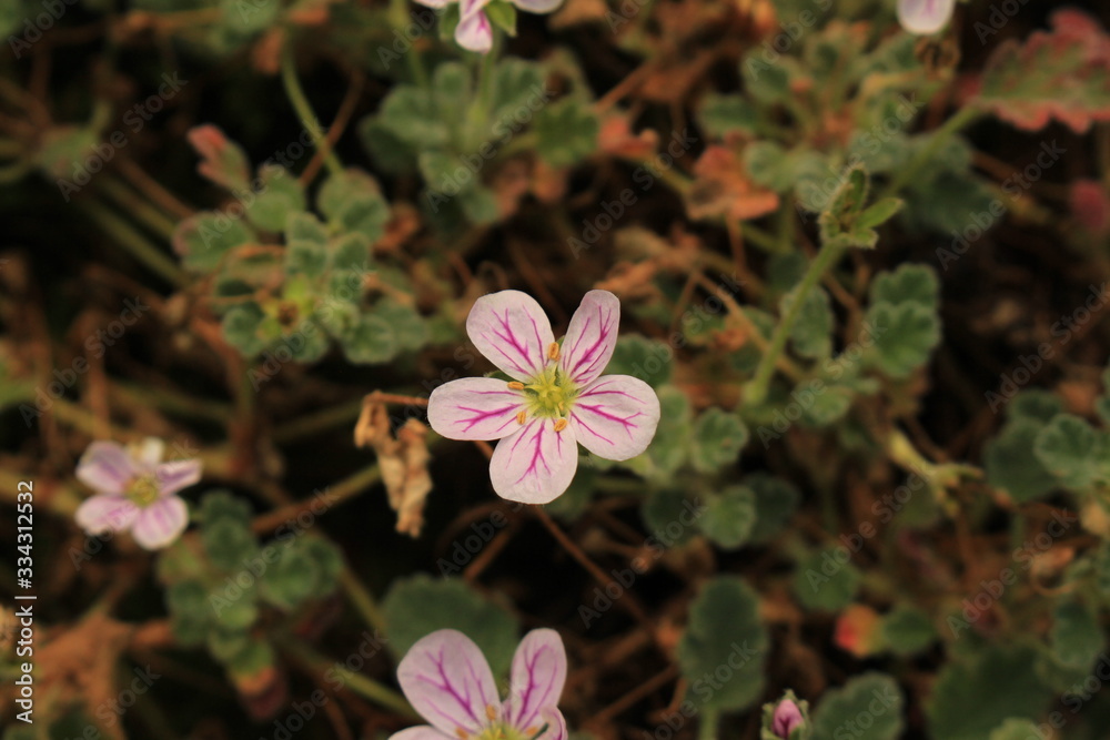 Photo Stock &amp;quot;Corsican Heronsbill&amp;quot; flower (or Corsican Storksbill ...