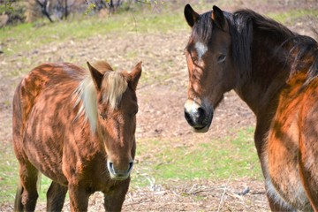 Two Brown Wild Horses in a New Forest National Park