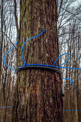 Wall Mural - Plastic tubing attached to maple trees to collect sap. Canada.