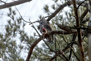 Wall Mural - Great hornet owl, male near the nest holding in the beak the rest of the caught rabbit