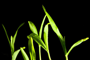 Wall Mural - Green corn leaf on black background