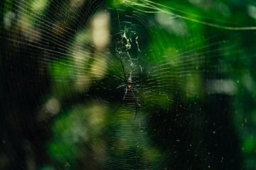 spider on web