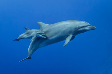 dolphins