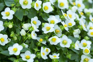 Wall Mural - Blossoming persian violet, Exacum affine