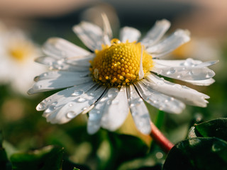 Wall Mural - Flower petals with raindrops 