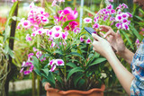 Fototapeta Lawenda - Beautiful girl working flower farm Hold the phone, contact the customer