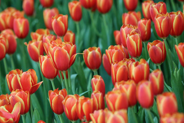 Wall Mural - Beautiful tulip flowers with blured background in the garden. Orange tulip flowers. Selective focus.