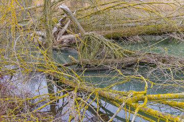 Canvas Print - Beaver habitat