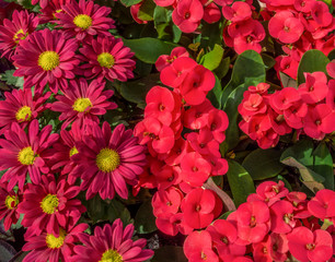 Canvas Print - colorful flowers closeup