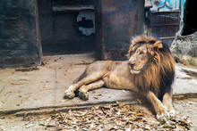 Lion Lie Down In Open Cage Background. Male Lion Relaxing And Resting On Stone Floor