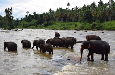 Wall Mural - The Asian elephant is the largest living land animal in Asia.