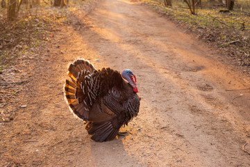 Big huge brown turkey farm bird on a country road taken in beautiful yellow sunset sun light processed in vintage retro style