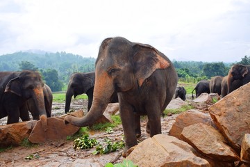Wall Mural - The Asian elephant is the largest living land animal in Asia.
