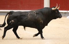 Spanish Bull In The Bullring
