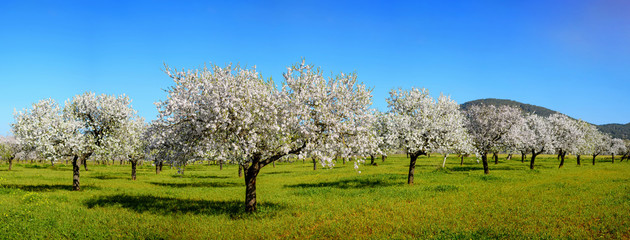 Almond trees in Ibiza