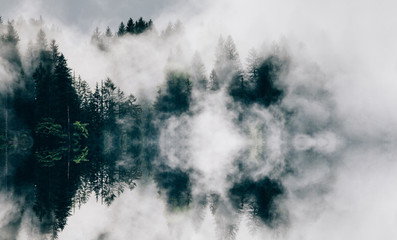 Wall Mural - Abstract image with foggy forest that looks like sound-waves. 