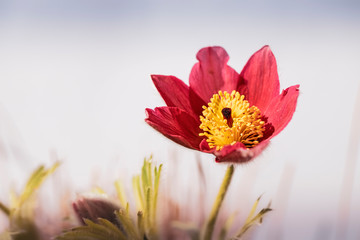 Makroaufnahme einer Küchenschelle Balkonblume