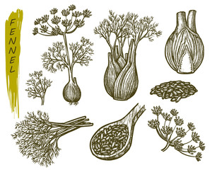 Wall Mural - Sketch fennel, herbs and spices seasoning plant