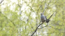 Common Cuckoo Calling In Natural Environment