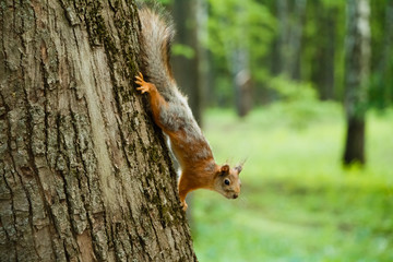 squirrel on tree