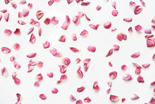 Pink And Red Petals Background / Abstract Aroma Background, Spa Pink Petals