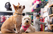 © JackF - Portrait of chihuahua and west highland terrier dogs in a pet store