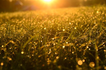 Green grass background with sun beam. Bright natural bokeh. Soft focus. Abstract nature background .