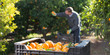 Ripe tangerines on farm with working farmer