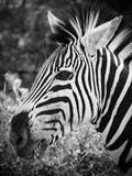 Fototapeta Konie - Zebra close up