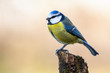 Great tit, Cyanistes caeruleus, perched on a mossy log on a uniform golden background