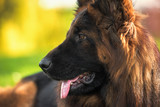 Fototapeta Psy - Close up portrait of German Shepherd Dog in the park on a sunny day looking sideways.