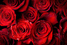 Beautiful Red Roses With Drops Of Water On Black Background.