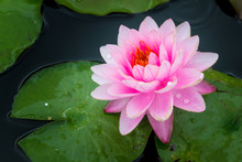 Beautiful Lotus Flower Or Water Lily On The Water In A Park Close-up.
