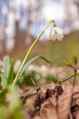 © Eliška - Beautiful blooming of White spring snowflake flowers in springtime. Snowflake also called Summer Snowflake or Loddon Lily or Leucojum vernum on a beautiful background of similar flowers in the forest