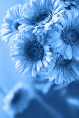 Fotomurales - trend color of the year 2020 classic blue. beautiful gerbera flowers bouquet in vase