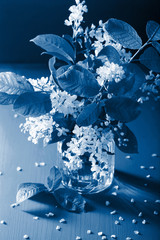 Fotomurales - trend color of the year 2020 classic blue. bird-cherry blossom in vase