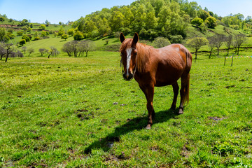 Guanshan Pasture