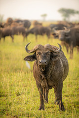 Wall Mural - african buffalo or cape buffalo (syncerus caffer), murchison falls national park, uganda.