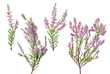 four pink blossoming heather branches on white