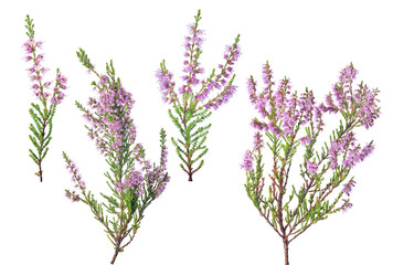 four pink blossoming heather branches on white