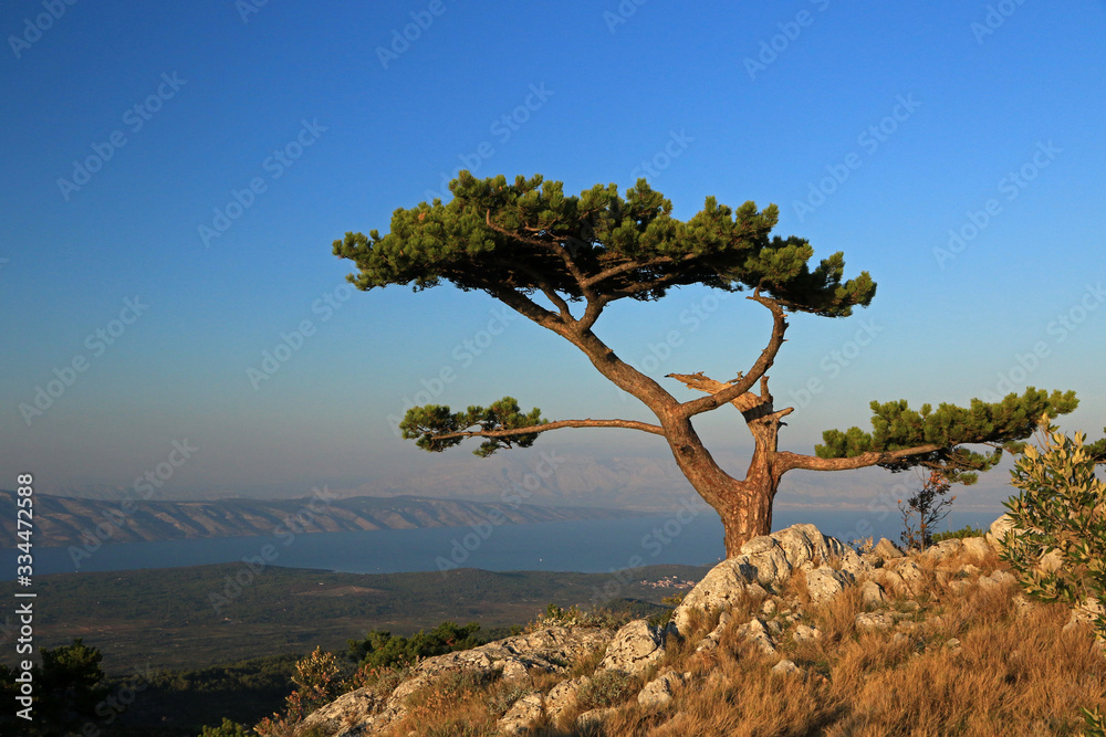 Pine tree on St. Nikola peak, highest peak of Hvar island, Croatia  - obrazy, fototapety, plakaty 