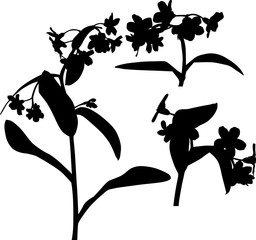 Canvas Print - forget-me-not flower three black silhouettes on white